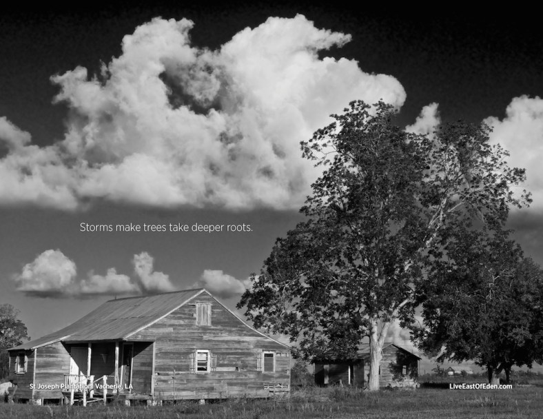 Shack on St. Joseph Plantation. Vacherie, Louisiana