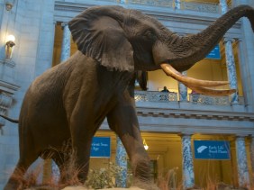 Smithsonian Museum of Natural History