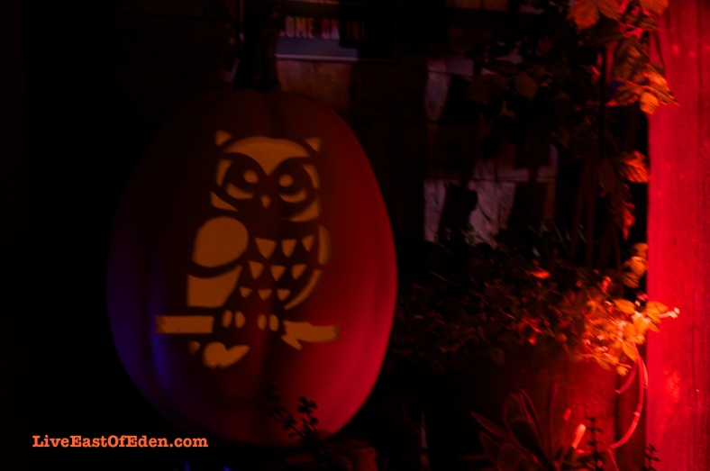 Halloween_Jack_O_Lantern_Carved_Pumpkin_Owl