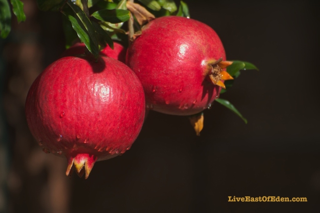 Pomegranates in the Garden of Eden