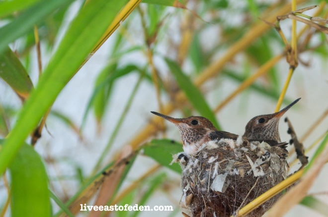 Baby hummingbirds in their nest