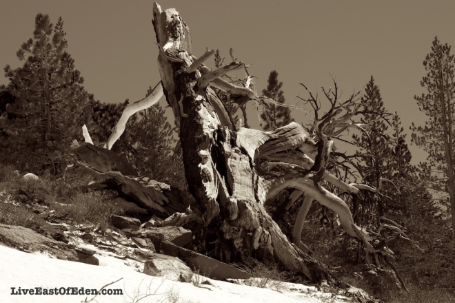 Tree stump in Mammoth Mountain.
