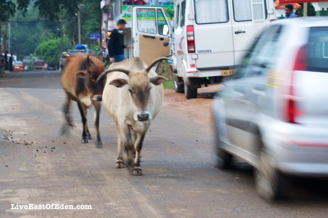Photo101_Street_Cows_Kerala_India