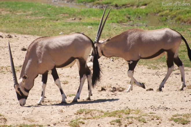 Arabian Onyx Antelope at San Diego Zoo Safari Park