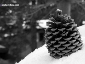 Pine Cone in Mammoth Mountain Winter Snow