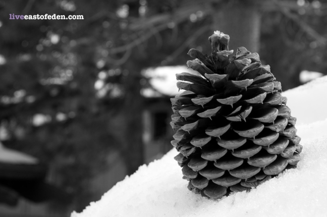 Pine Cone in Mammoth Mountain Winter Snow